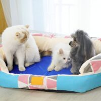 Tapis rafraîchissant chien bleu pour été 2