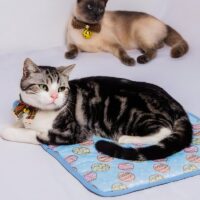 Tapis rafraîchissant chat bleu rectangulaire lavable motifs oeufs