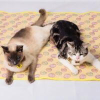 Tapis rafraîchissant chat jaune rectangulaire lavable motifs oeufs