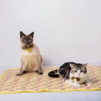 Tapis rafraîchissant chat jaune rectangulaire lavable motifs oeufs